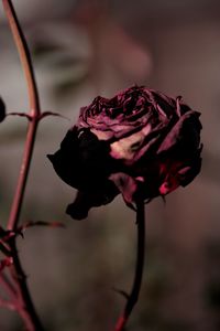 Close-up of wilted rose