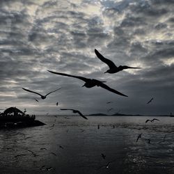 Seagulls flying over sea against sky