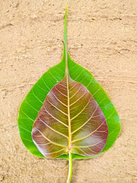 High angle view of dry leaf on land