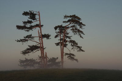 Trees in morning fog, rural kent, uk