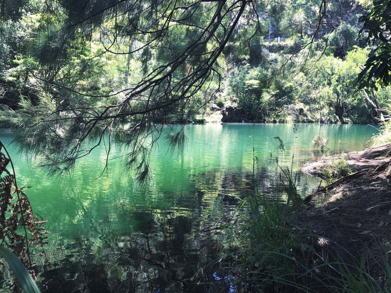 water, nature, tree, reflection, beauty in nature, growth, no people, tranquility, green color, lake, scenics, tranquil scene, outdoors, day, sky, close-up, backgrounds