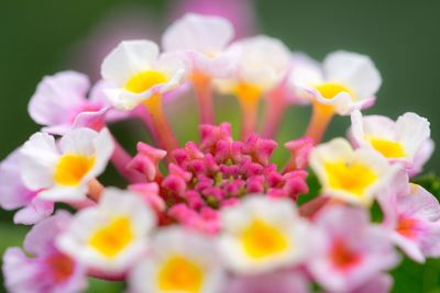 Close-up of yellow flower