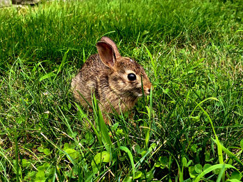 Close-up of rabbit on grassy field