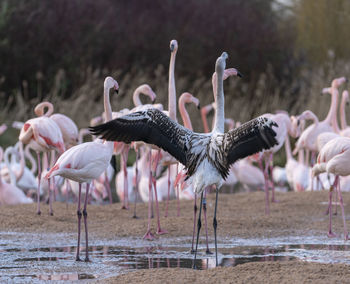 Flock of birds on land