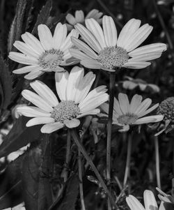 Close-up of flowering plant in park