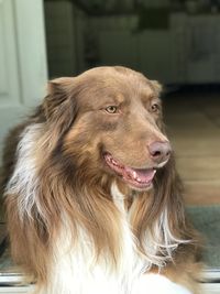 Close-up of a dog looking away