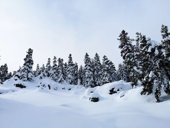 Snow covered land and trees against sky