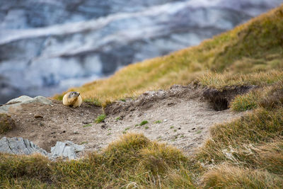 View of bird on rock