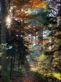 Trees growing in forest during autumn
