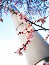 Low angle view of cherry blossoms in spring