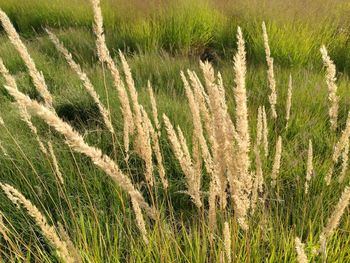 Wheat growing on field