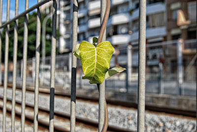 Plant growing on railing during sunny day