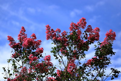 Low angle view of flowering plant against blue sky