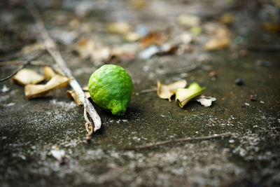 Close-up of fruits growing on plant