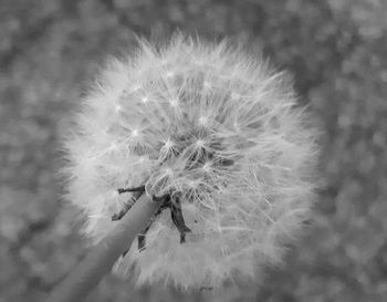 Close-up of dandelion flower