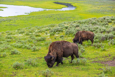 Side view of an animal on field