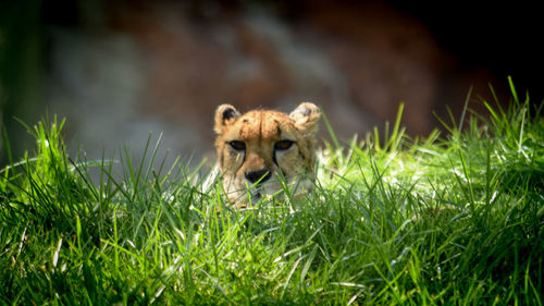 Portrait of a cat on grass