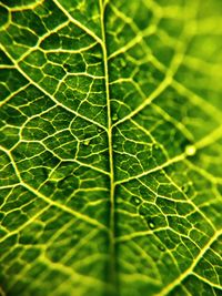 Full frame shot of green leaf