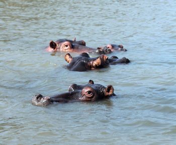 High angle view of water with hippos 