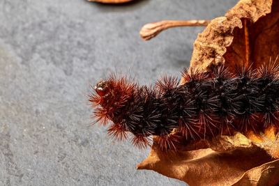 Close-up of caterpillar on dry leaf