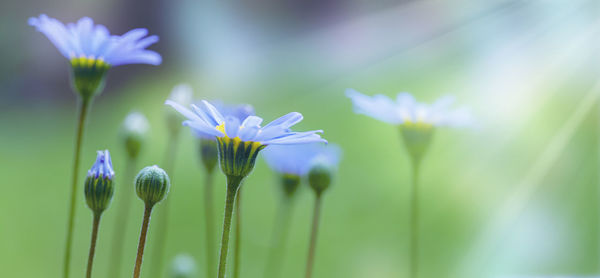 Close-up of purple flowering plant