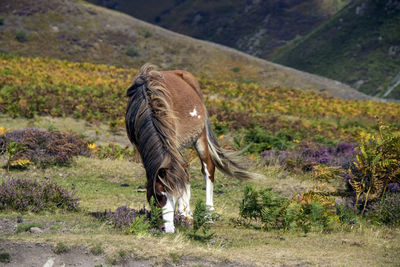 A wild pony on