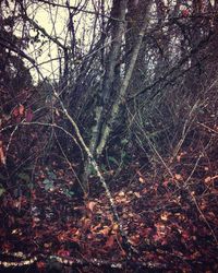 Trees growing on branch