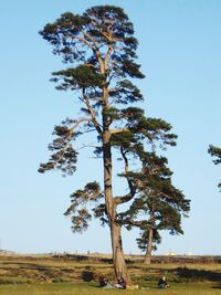 Low angle view of tree against clear sky