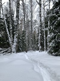 Trees on snow covered field