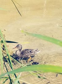 High angle view of bird on grass