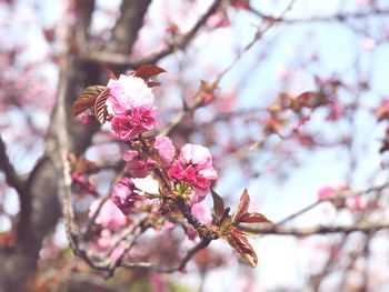 Close-up of cherry blossoms in spring