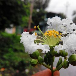 flower