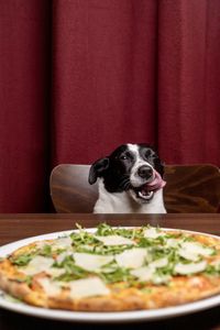 Dog sitting on stage
