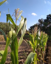 Close-up of plant growing on field against sky