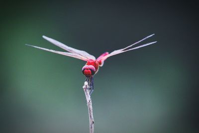 Close-up of dragonfly on flower