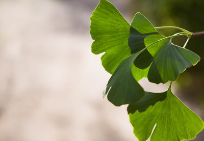 Close-up of green leaves on plant