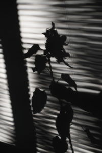 High angle view of silhouette people on window