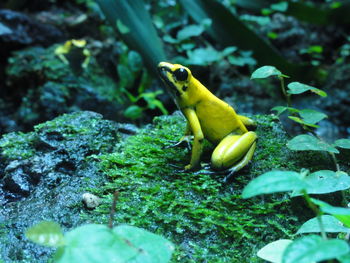 Close-up of golden poison frog on moss covered rock