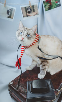 Portrait of cat looking at camera