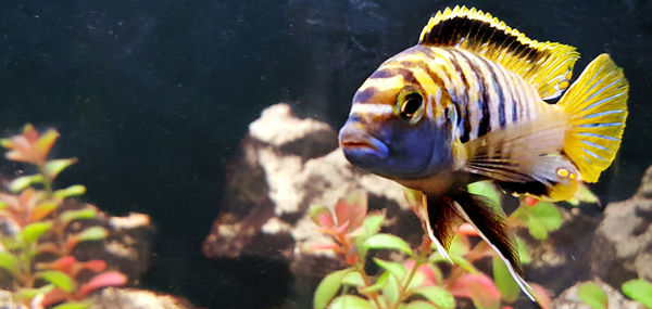 Close-up of fish swimming in aquarium