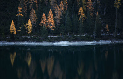 Scenic view of lake in forest at lago di braies in dolomites mountains 