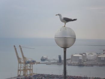 Seagull flying over sea