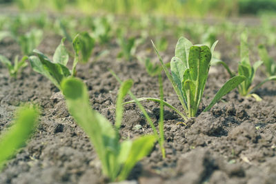 Close-up of small plant growing on field