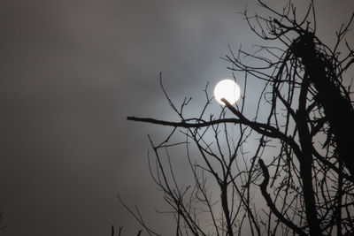 Low angle view of silhouette tree against sky at night