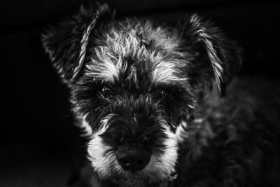 Close-up portrait of dog