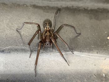 Close-up of spider