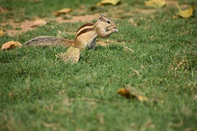 View of squirrel on grass