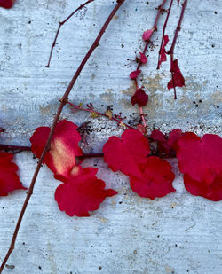 Close-up of red berries on plant against wall