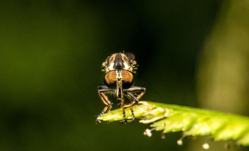 Close-up of spider