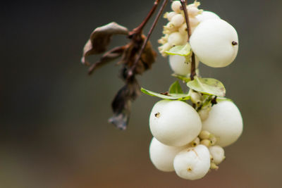 Close-up of fruits hanging on twig